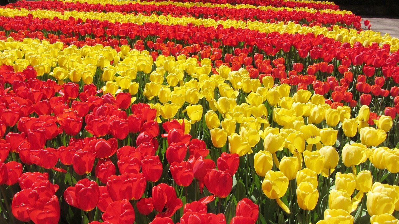 tulips-1235731_1280.jpg